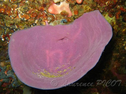 Eponge Ianthella basta.JPG
